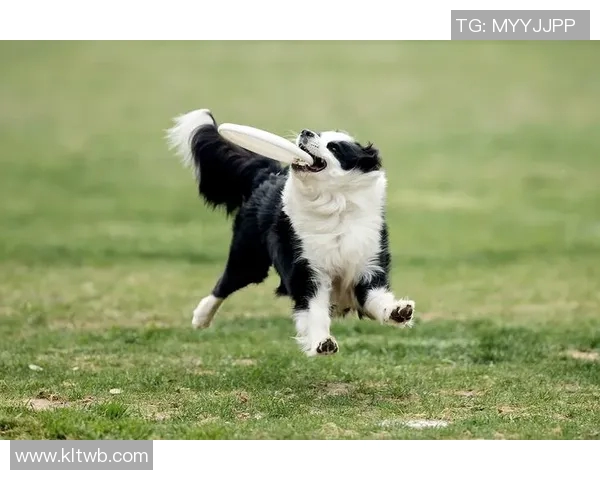 北京飞盘队在极限运动世界杯中的技术表现分析与点评