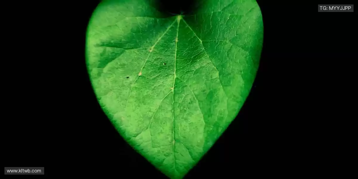 🏀✨ 巅峰对决，热血沸腾！