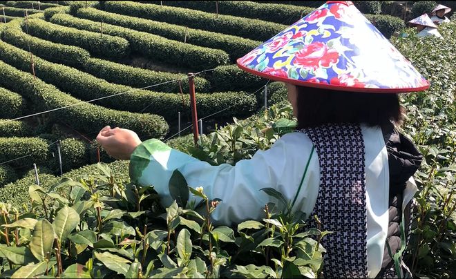 博鱼官方春分！西湖龙井明天开采！(图6)